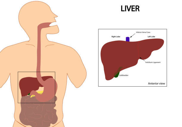 Human Liver anterior anatomy Illustration.